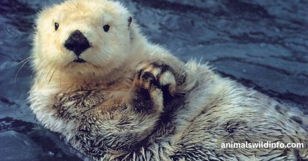 Sea Otter