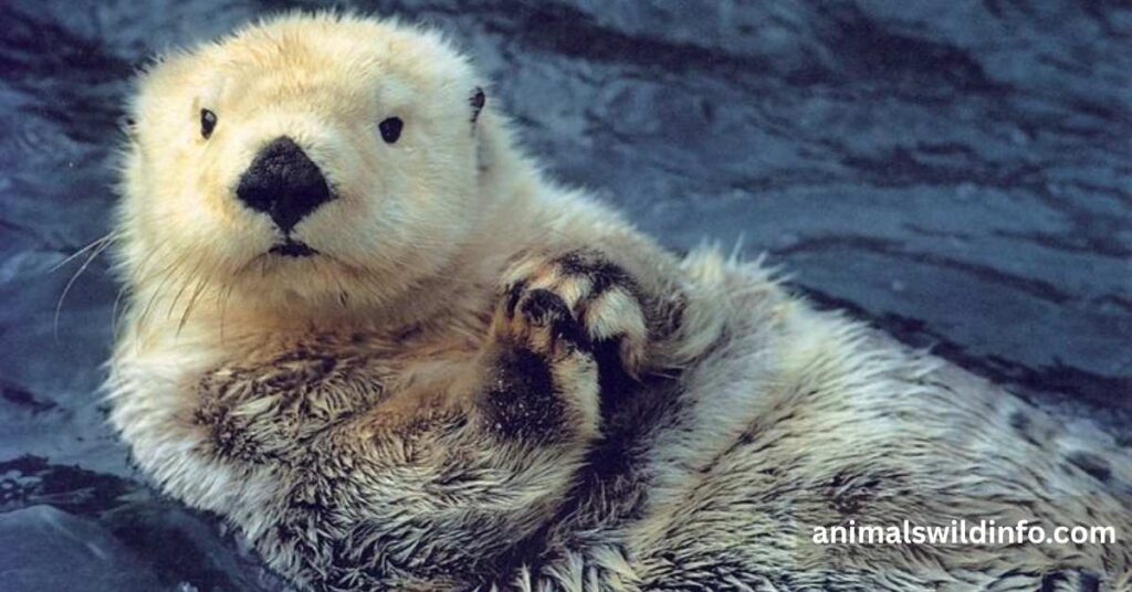 Sea Otter