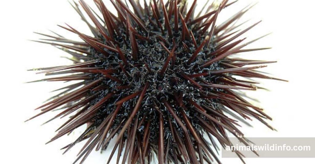 Sea Urchin
