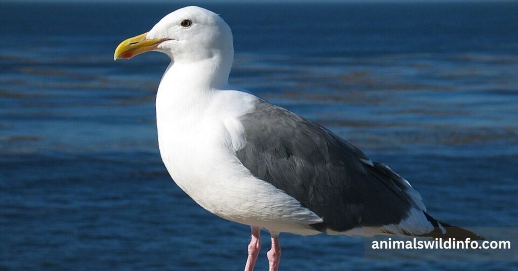 Seagull
