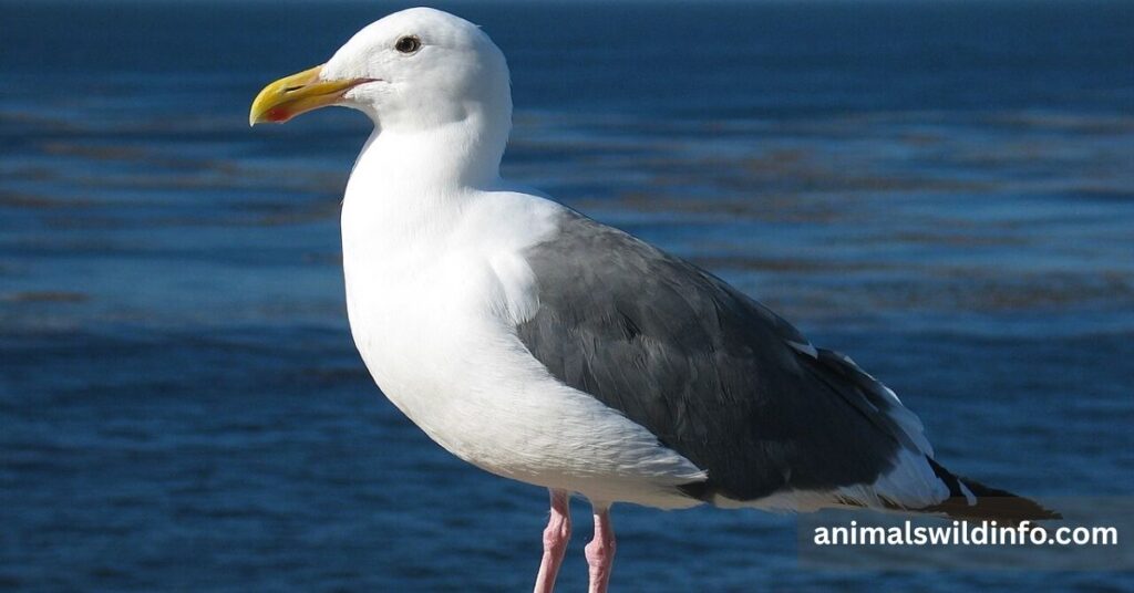 Seagull