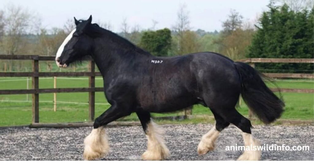 Shire Horse