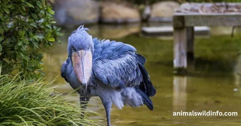 Shoebill