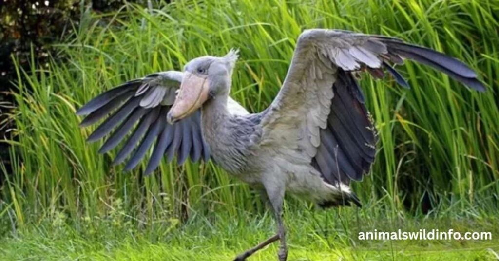 Shoebill