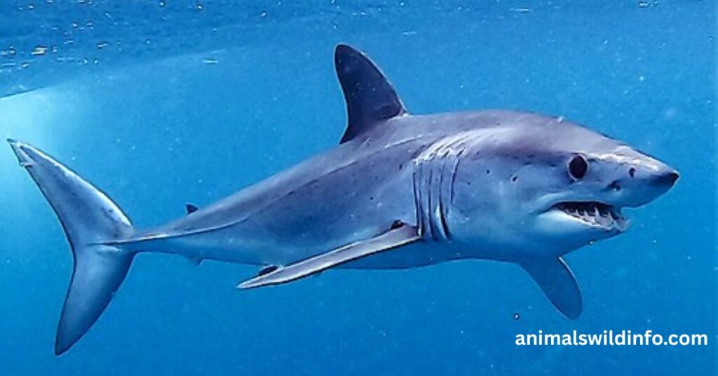  Shortfin Mako Shark