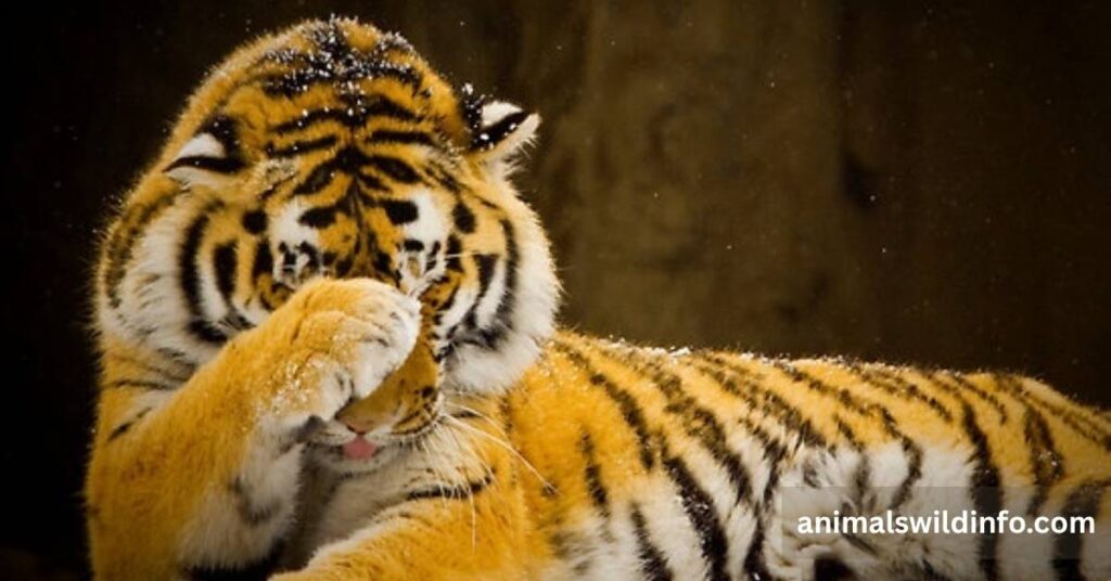 Shy Animals in the World