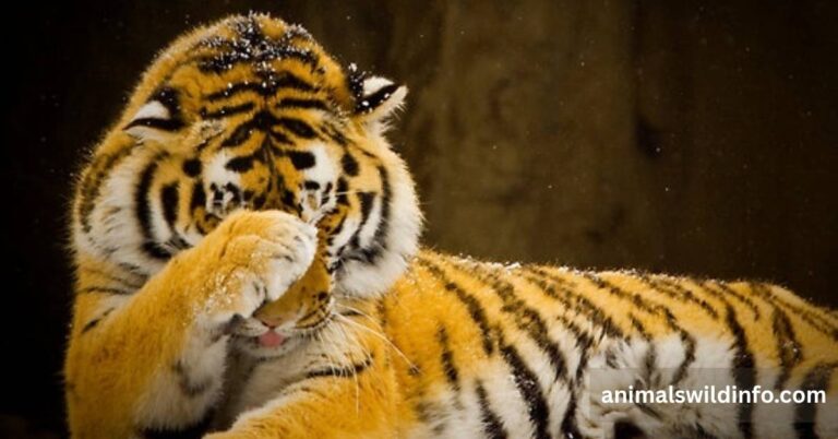 Shy Animals in the World