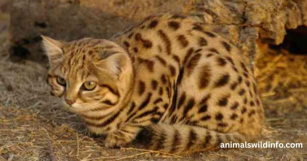 Shy Animals in the World
