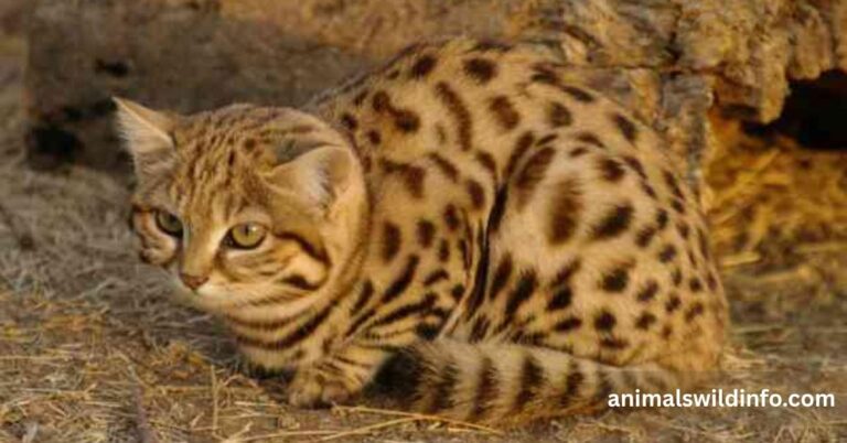 Shy Animals in the World