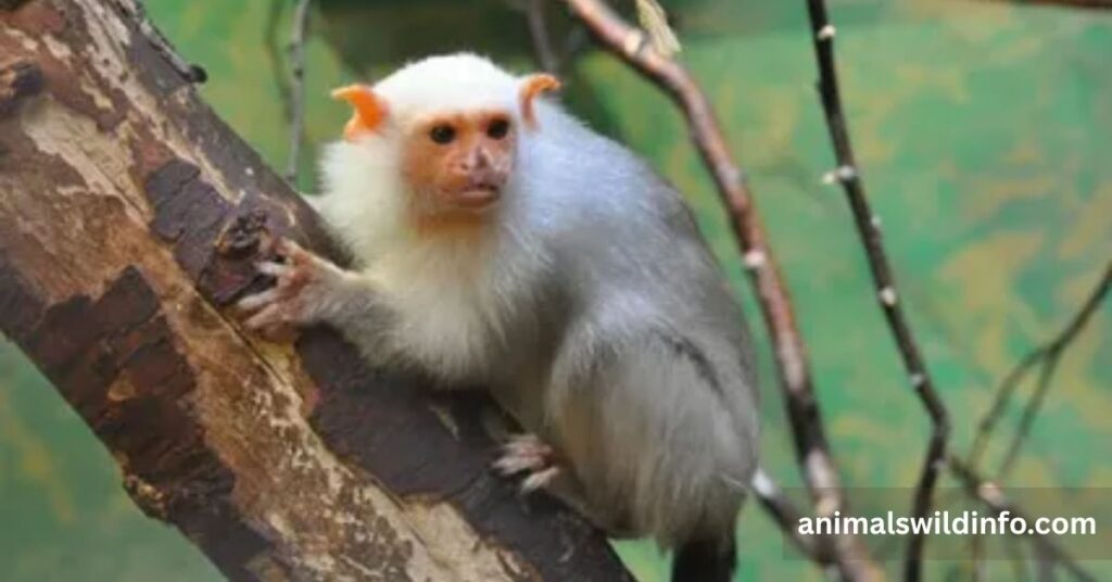 Silvery Marmoset