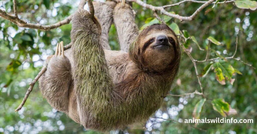 Sloth