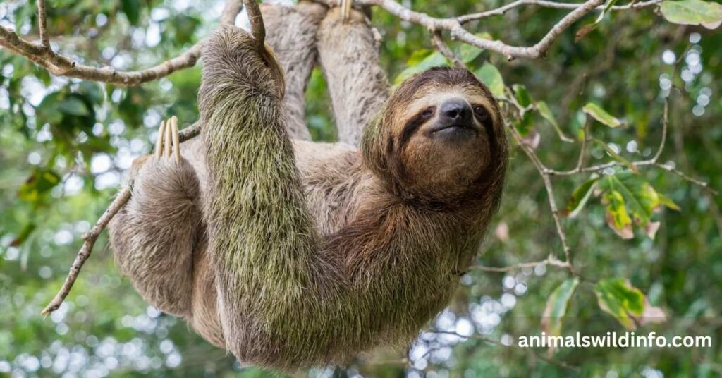 Sloth
