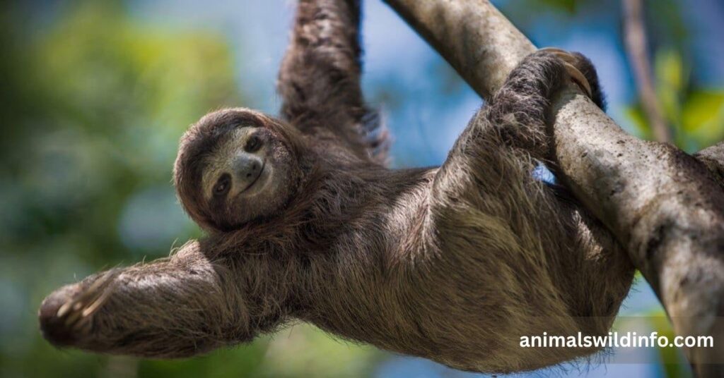 Sloth