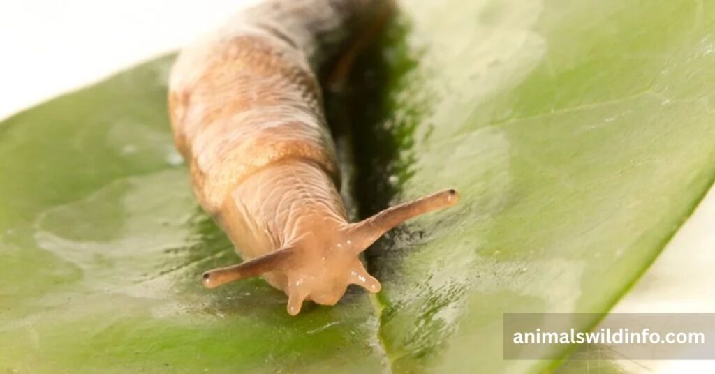 Slug