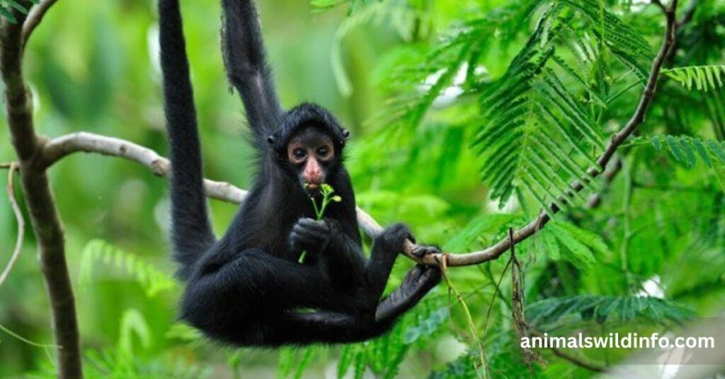 Spider Monkey