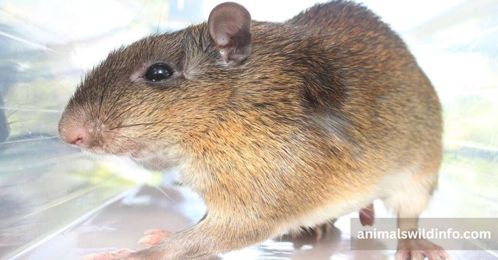 Spiny Rats