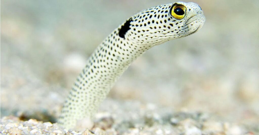 Spotted Garden Eel