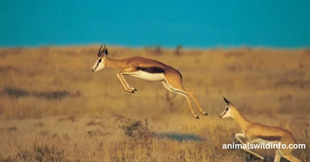 Springbok