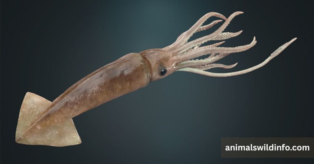 Squid