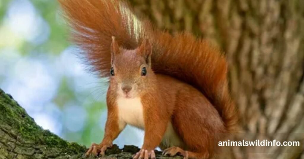 Squirrel