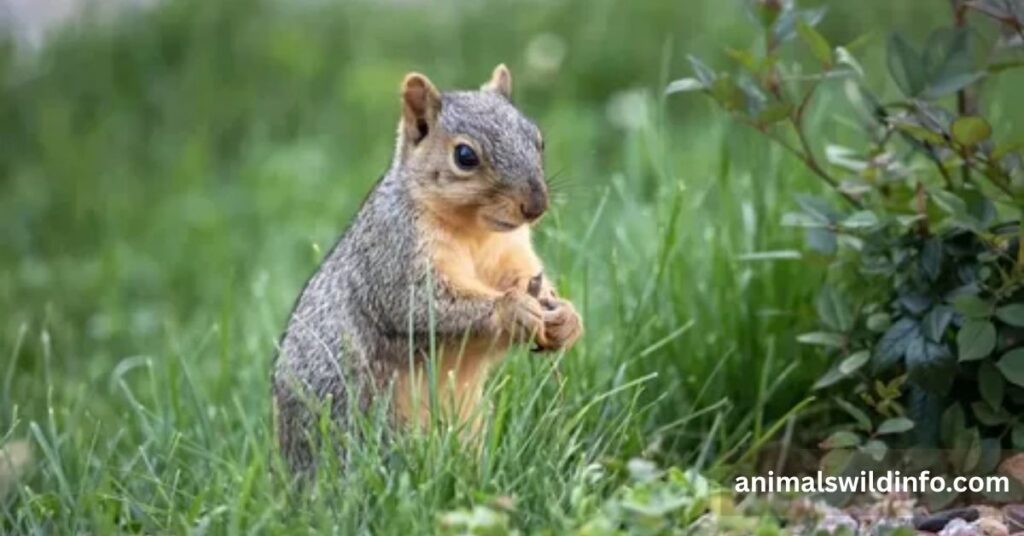 Squirrel