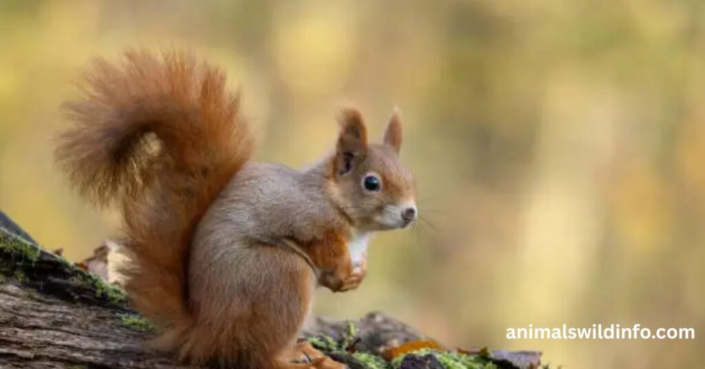 Squirrel