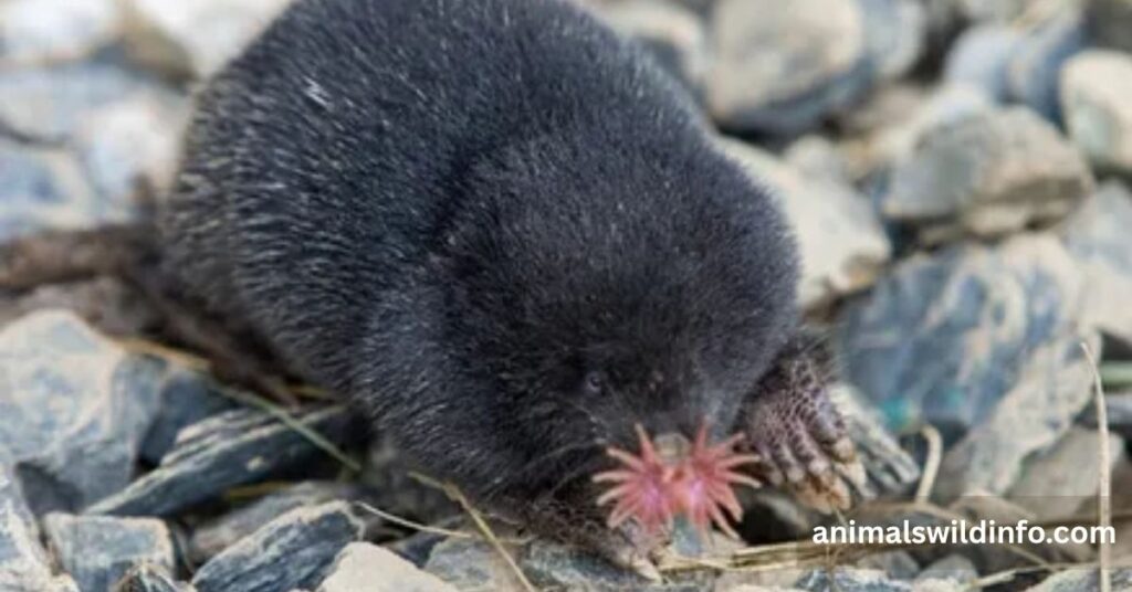 Star-Nosed Mole