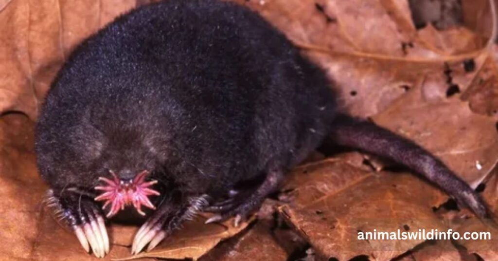 Star-Nosed Mole