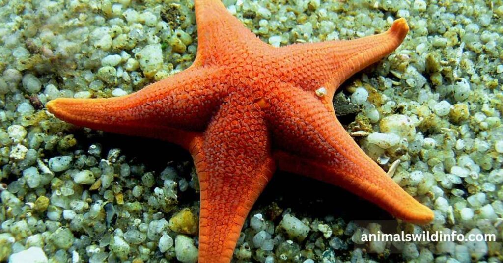 Starfish (Sea Star)