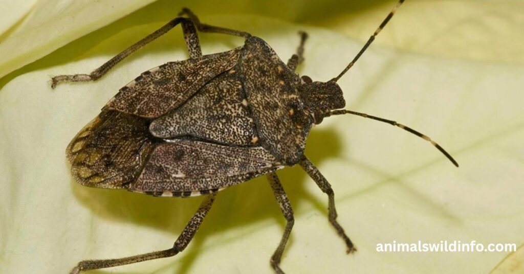 Stick Bug