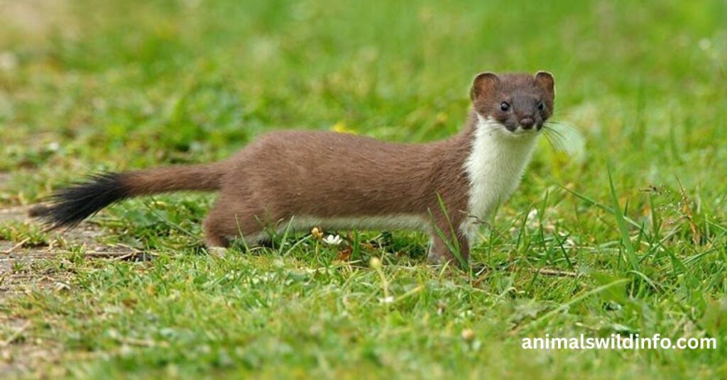 Stoat