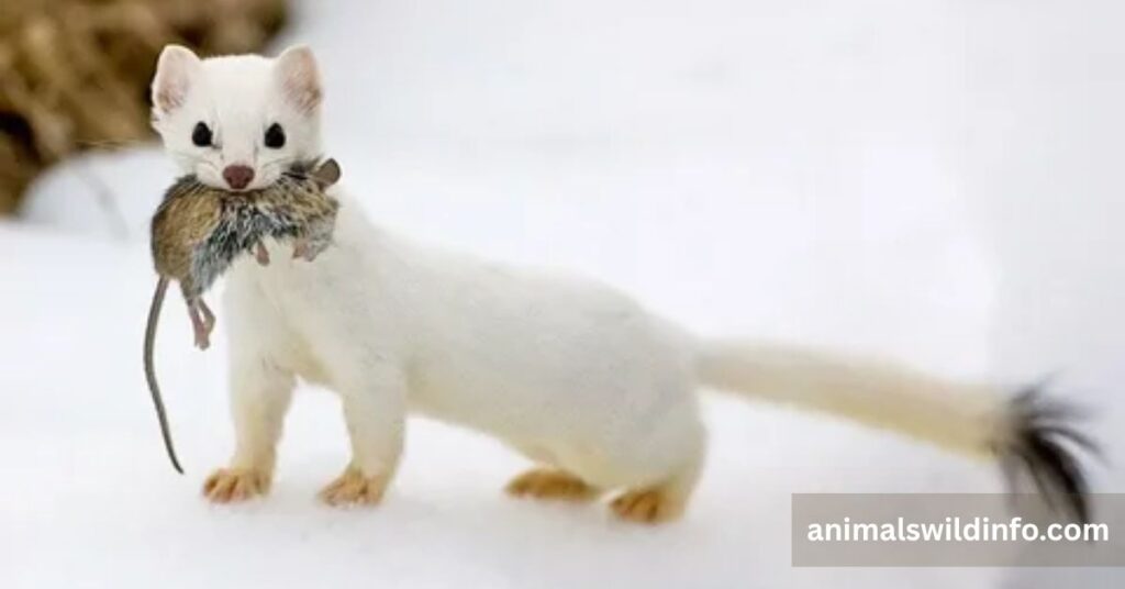 Stoat
