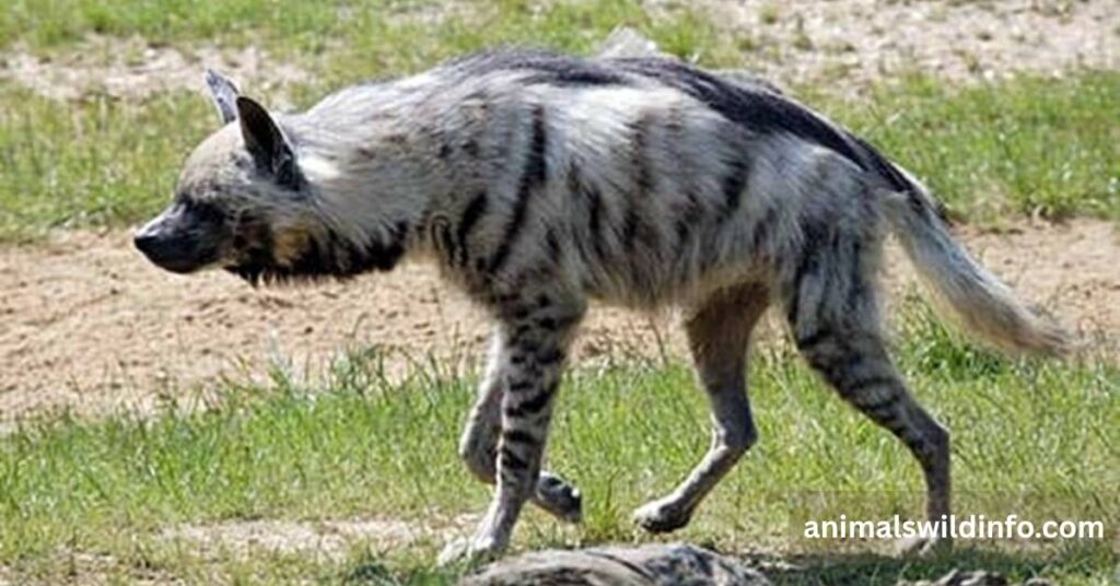 Striped Animals in the World
