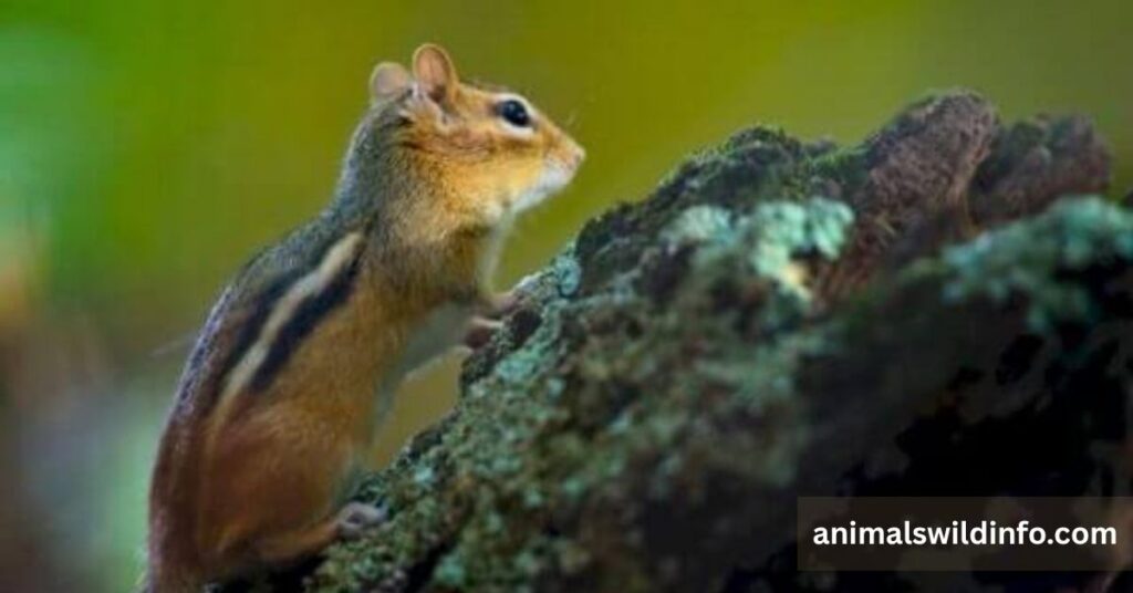 Striped Chipmunk