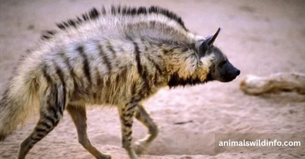 Striped Hyena