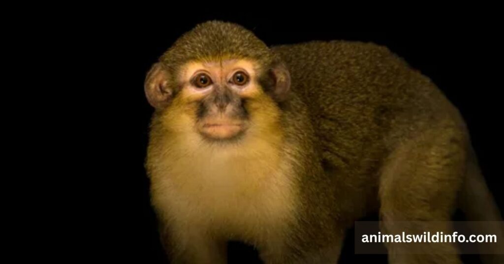 Talapoin Monkey