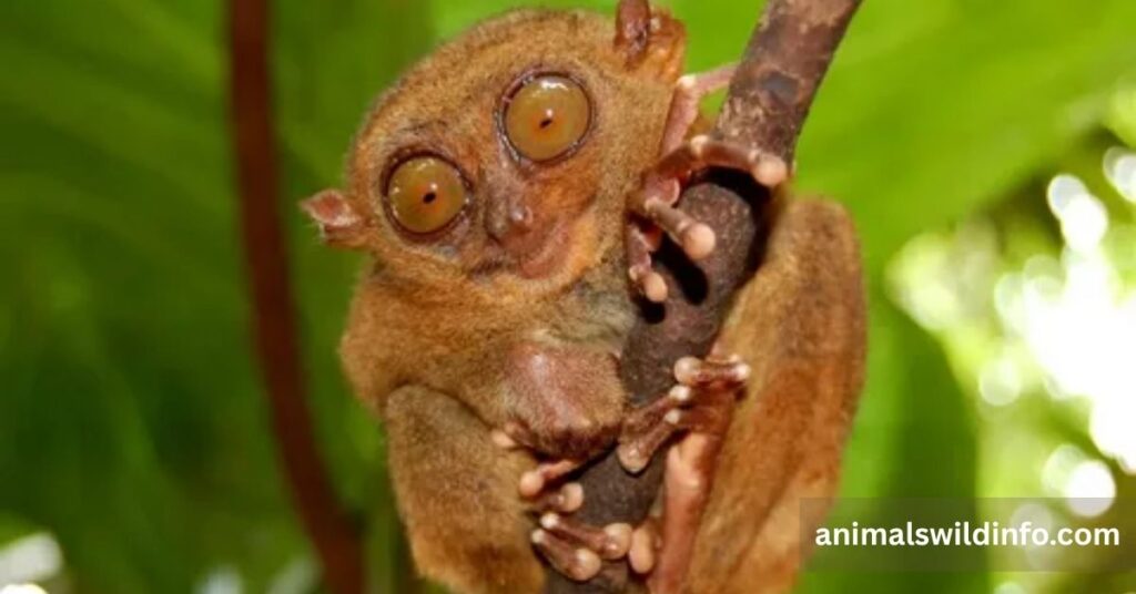 Tarsier