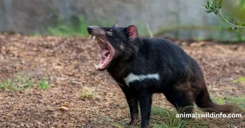 Tasmanian Devil