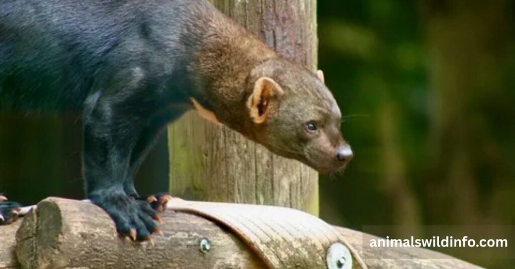Tayra