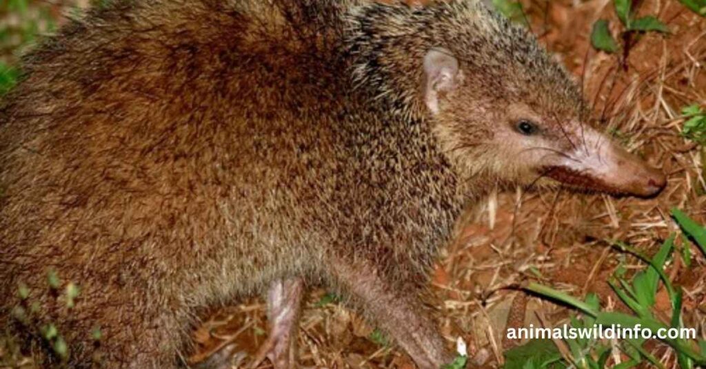 Tenrec