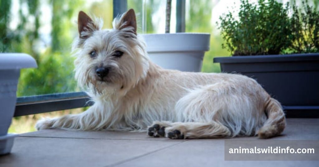 Terrier Dogs