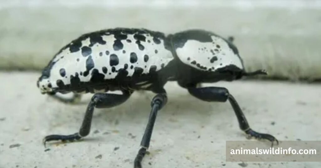 Texas Ironclad Beetle