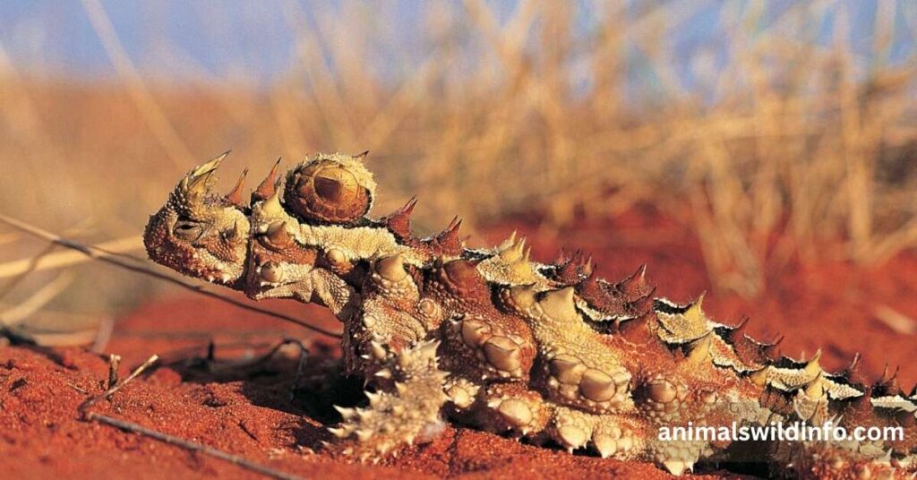Thorny Devil Lizard