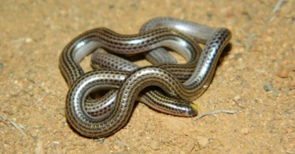 Threadsnake