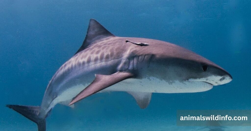 Tiger Shark