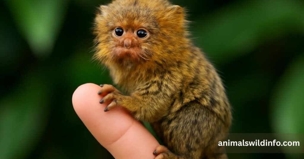 Tiny Monkey Breeds