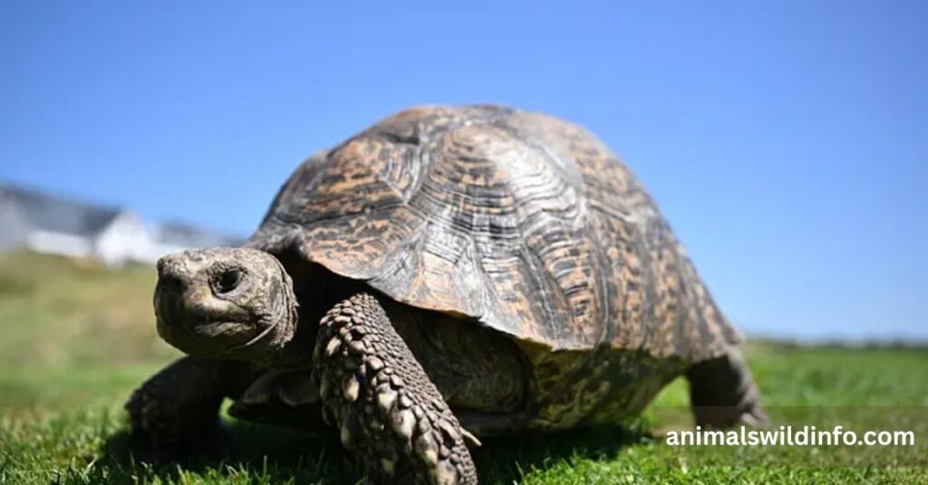 Tortoises