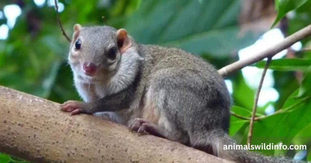 Treeshrew