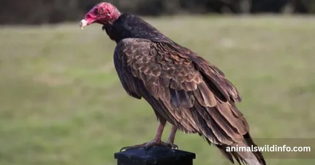 Turkey Vulture