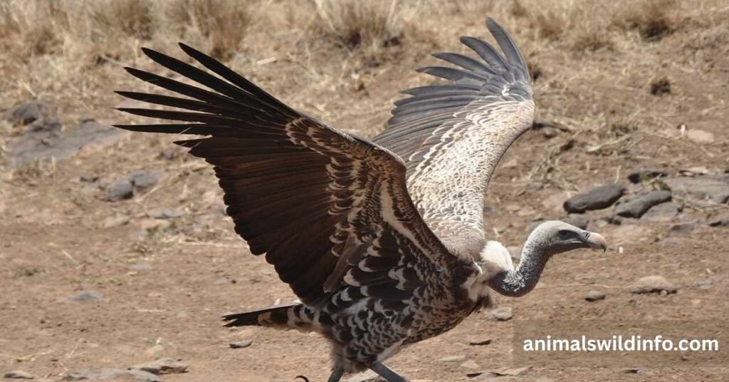 Vulture